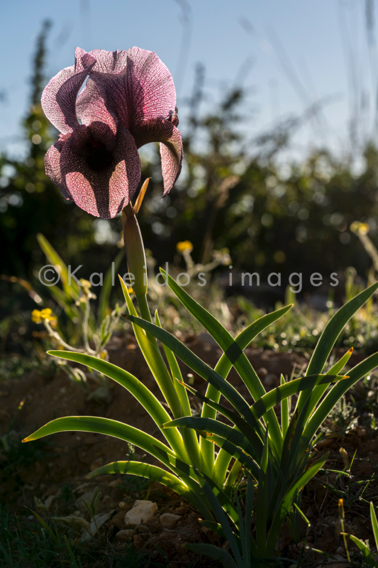 Al Arz;Iris;Iris Cedreti;Kaleidos;Kaleidos images;Lebanon;Middle East;Near East;Proche Orient;Tarek Charara;Flowers;Endemic;Endangered species;Endemic species;Critically endangered;Critically endangered species